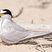 Least Tern